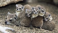 Hyrax babies jostle for the best position.