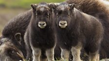 A pair of musk ox calves keep an eye out for danger.