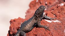 Swollen-nosed side-blotched lizards (Uta tumidarostra) are endemic to just one island in the Sea of Cortez, Isla Coloradito