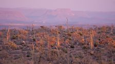 A forest of boojums (Fouquieria columnaris) growing alongside other desert specialists, Baja Peninsula, Mexico