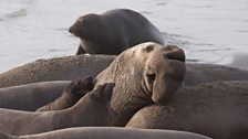 Northern elephant seals (Mirounga angustirostris) at Año Nuevo State Park, California