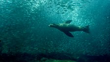 A California sea lion (Zalophus californianus), Los Islotes, Sea of Cortez.