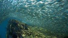 A huge shoal of big-eyed scads (Selar crumenophthalmus) in the shallows around Los Islotes, Sea of Cortez, Mexico