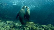 Two California sea lions (Zalophus californianus) play near a shoal of big-eyed scads (Selar crumenophthalmus)