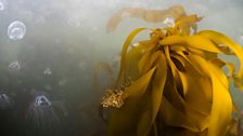 Translucent jellyfish surround a bull kelp frond, Nereocystis luetkeana, and a woolly sculpin, Clinocottus analis.