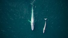 Blue whale, mother and calf (Balaenoptera musculus)