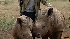 Saving Africa’s Elephants: Hugh and the Ivory War