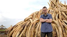 Saving Africa’s Elephants: Hugh and the Ivory War