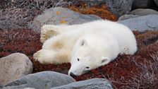 Bear lying down