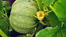 Quarabala Squash