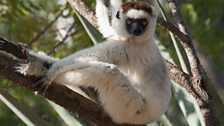 Verreaux's sifaka