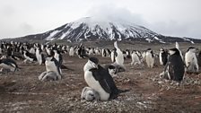 The largest penguin colony in the world