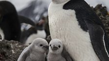 Chinstrap penguin and chicks