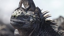 Marine iguana hatchling and adult