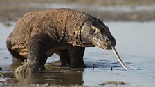 Komodo dragon