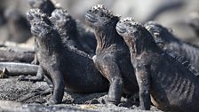 Marine iguanas basking in the sun