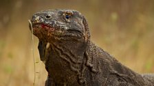 Female komodo dragon