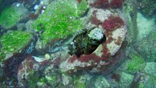 Marine iguana surfacing after feeding