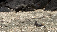 Hatchling marine iguana and racer snake