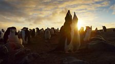 Penguins at sunset