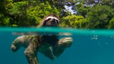 Pygmy three-toed sloth swimming