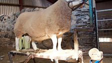 A male sheep - a tup - being made ready for market