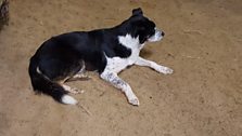 Sky the sheepdog enjoying a well-earned break in the barn