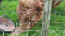 Ruairidh the bull tucks into his extra feed.