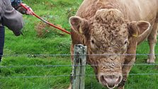 Joyce finds Ruairidh's 'sweet spot' and gives him an enjoyable scratch