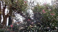 Camellia “Sasanqua” llawn blagur ym Mhortmeirion (llun Gwynedd Roberts)