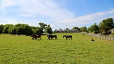 The stud farm team lead out the horses at Floors