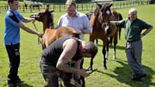 Floors stud Groom David Trouten and his team with foal 'Sunshine' and farrier David Merry