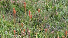 Llafn y Bladur (Bog Asphodel)