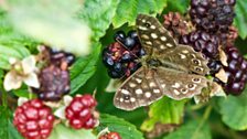 Brith y Coed (Speckled Wood)