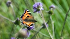 Trilliw Bach (Small Tortoiseshell)