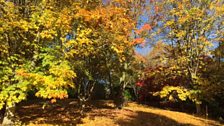 Sir Harold Hillier Gardens, Hampshire