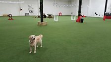 Indoor Dog Park