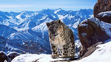 There may be as few as 3,500 snow leopards left in the wild.