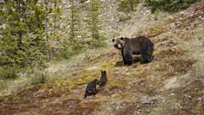 Grizzly newborn cubs emerge in spring and the mothers lead them down to the valleys in search of food.