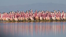 A chain of salt lakes at over 4,000 metres altitude provide a safe refuge for flamingo colonies.