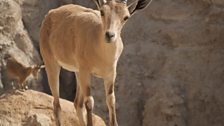 Female Nubian ibex give birth to their young at the end of the dry season high up on steep mountainous ledges.