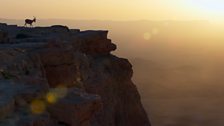 Nubian ibex are some of the most sure-footed of nature's mountaineers.