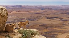 Nubian ibex live in some of the most inaccesible mountain habitat.