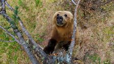 A grizzly bear checks out a potential rub tree.