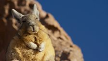 Viscacha bask in the warming rays of the early morning sun.