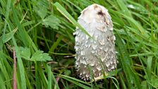 Un o'r Capiau Inc – Coprinopsis Semitalis efallai