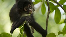 Young spider monkey feeding on fresh leaves.