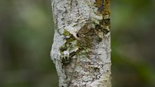 The leaf tailed gecko is coloured and textured to mimic the bark of a tree.