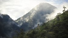 These forests are not only some of the wettest on Earth but also some of the most diverse.