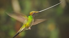 Sword-billed hummingbirds are the only birds in the world to have beaks longer than their bodies.